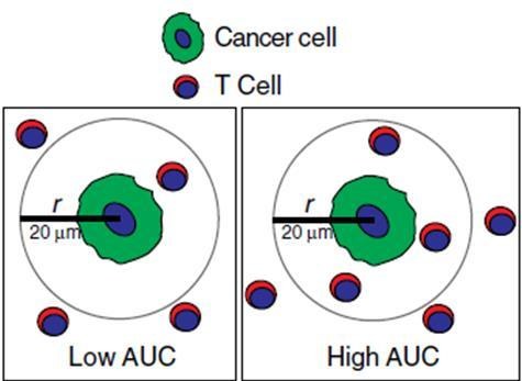 图14 按肿瘤与 CD8 临近程度区分患者(Low / High AUC)
