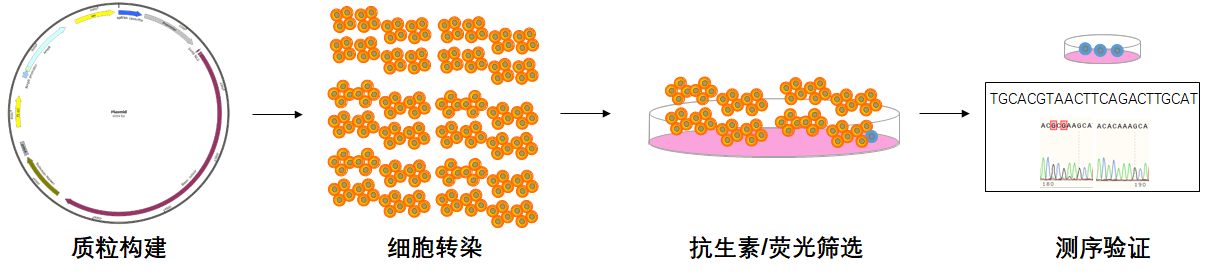 KO细胞流程图.png